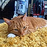 Edek joined the competition — help win amazing prizes! action_figure, background, cat, closeup, collectible, decor, feline, fluffy_rug, fur, green_eyes, indoor, orange_tabby, pet, r2d2, relaxed, sleepy, star_wars, toy, white_paw, yellow_rug