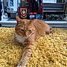 Edek joined the competition — help win amazing prizes! action_figure, carpet, cat, collectible, cozy, decor, feline, figurine, ginger_cat, home, indoor, orange_fur, pet, r2d2, relaxed, star_wars, stretching, toy, white_paws, yellow_rug