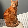 alert, calm, cat, couch, domestic_animal, ears, feline, fur, furniture, ginger_cat, gray_wall, household, indoor, orange_fur, pet, portrait, radiator, sitting, tail, whiskers
