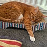 carpet, cat, claws, cozy, cute, domestic_cat, feline, fur, indoor, napping, orange_tabby, paw, pet, radiator, relaxing, resting, scratching_pad, sleeping, striped, whiskers