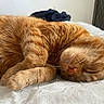 cat, ginger_cat, sleeping, resting, fur, whiskers, pet, cute, domestic_cat, animal, cozy, bed, blanket, indoor, relaxation, peaceful, nap, closeup, feline, adorable