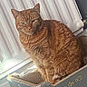animal, box, cardboard_box, cat, cozy, cute, domestic_cat, feline, fish_pattern, fur, ginger_cat, home, indoor, orange_fur, pet, radiator, relaxed, sitting, tabby, whiskers