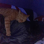 Edek is registered to the contest to win money with this photo: cat, orange_tabby, sleeping, blanket, bed, indoor, cozy, feline, pet, resting, dark, dim_light, fur, whiskers, paw, animal, domestic, cute, relaxed, home