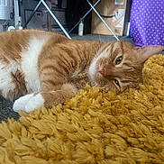 Edek joined the competition — help win amazing prizes! cat, orange_tabby, white_paws, lying_down, sleepy, indoor, rug, mustard_yellow, fluffy, cozy, furniture, cardboard_box, fabric, polka_dot, household_items, pet, relaxed, close_up, floor, whiskers