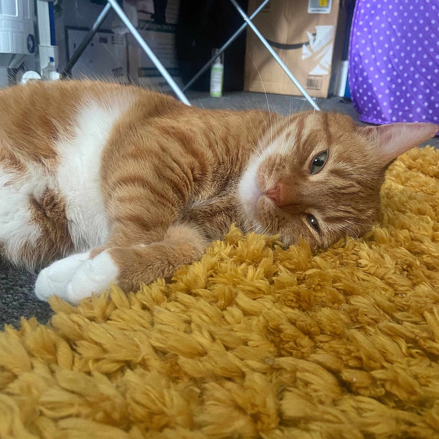 Edek joined the competition — help win amazing prizes! cat, orange_tabby, white_paws, lying_down, sleepy, indoor, rug, mustard_yellow, fluffy, cozy, furniture, cardboard_box, fabric, polka_dot, household_items, pet, relaxed, close_up, floor, whiskers