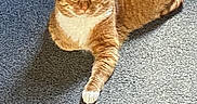 Edek joined the competition — help win amazing prizes! animal, carpet, cat, cute, domestic_cat, feline, fur, indoor, laying_down, looking_at_camera, mammal, orange_tabby, paw, pet, relaxed, resting, shadow, sunlight, whiskers, white_paw