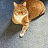 animal, carpet, cat, cute, domestic_cat, feline, fur, indoor, laying_down, looking_at_camera, mammal, orange_tabby, paw, pet, relaxed, resting, shadow, sunlight, whiskers, white_paw