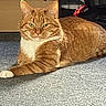 animal, background, box, calm, carpet, cat, domestic, ears, eyes, feline, fur, household, indoor, laying_down, mammal, orange_tabby, paw, pet, relaxed, whiskers