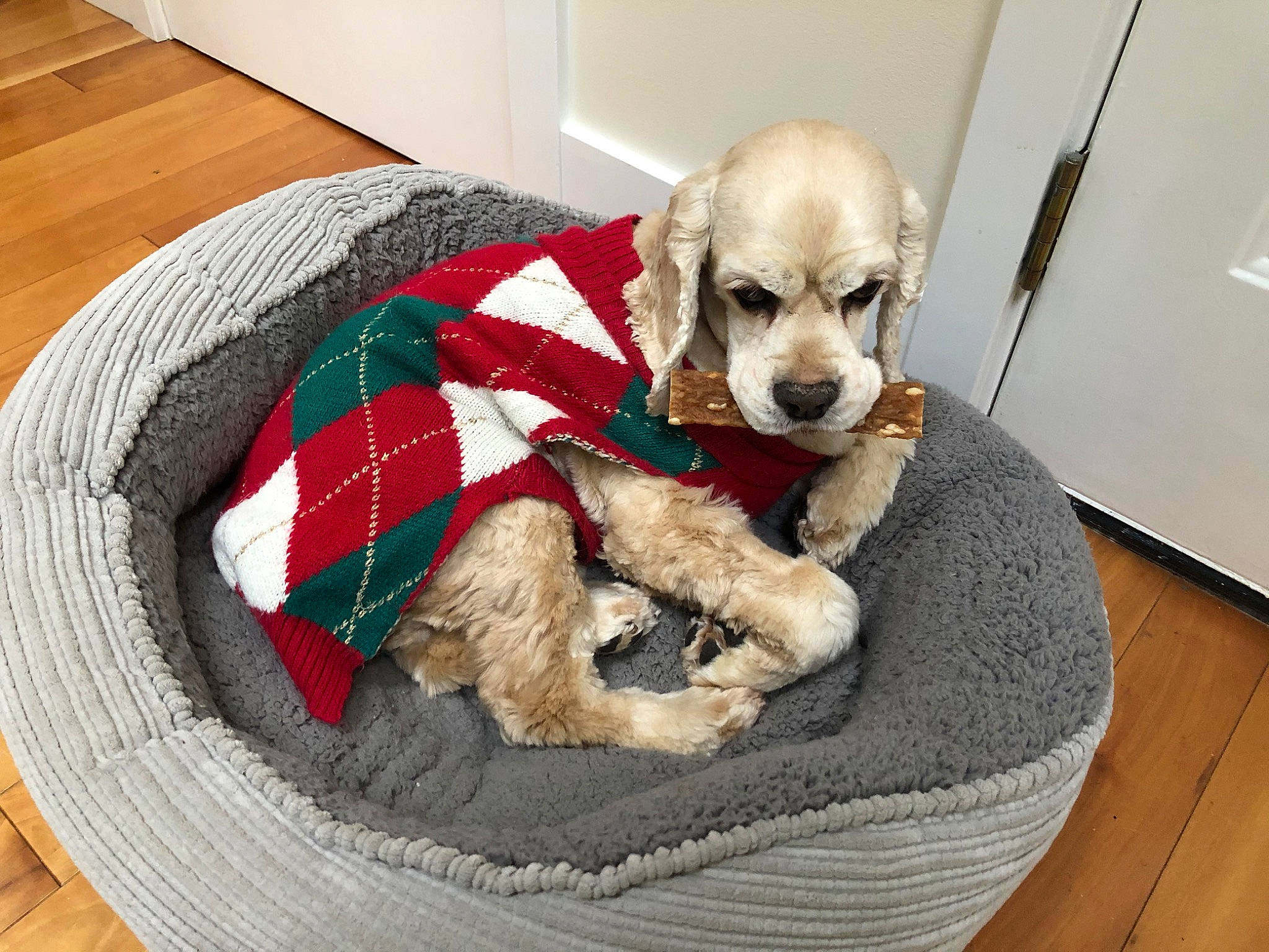 Sean joined the competition — help win amazing prizes! american_cocker_spaniel, canidae, carnivore, cocker_spaniel, companion_dog, dog, dog_bed, dog_breed, dog_supply, english_cocker_spaniel, mammal, pet_supply, puppy, puppy_love, snout, spaniel, sporting_group