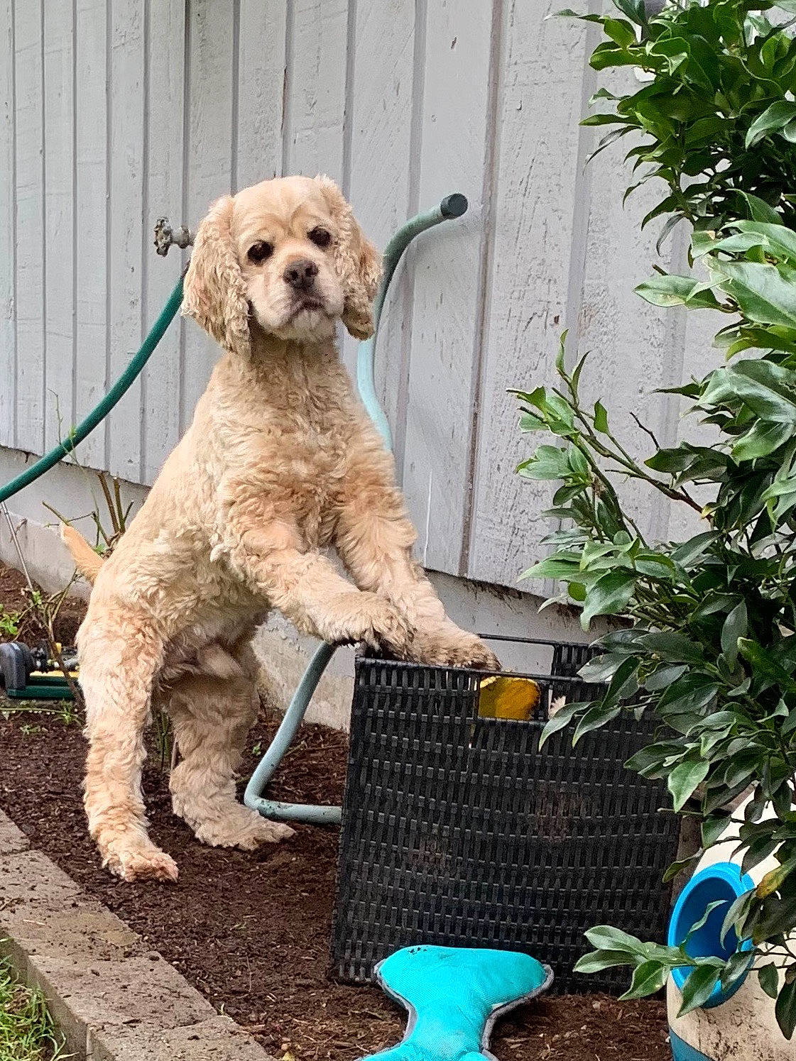 Sean is registered to the contest to win money with this photo: american_cocker_spaniel, canidae, carnivore, cocker_spaniel, companion_dog, dog, dog_breed, english_cocker_spaniel, fawn, goldendoodle, labradoodle, mammal, puppy, spaniel, sporting_group, vertebrate