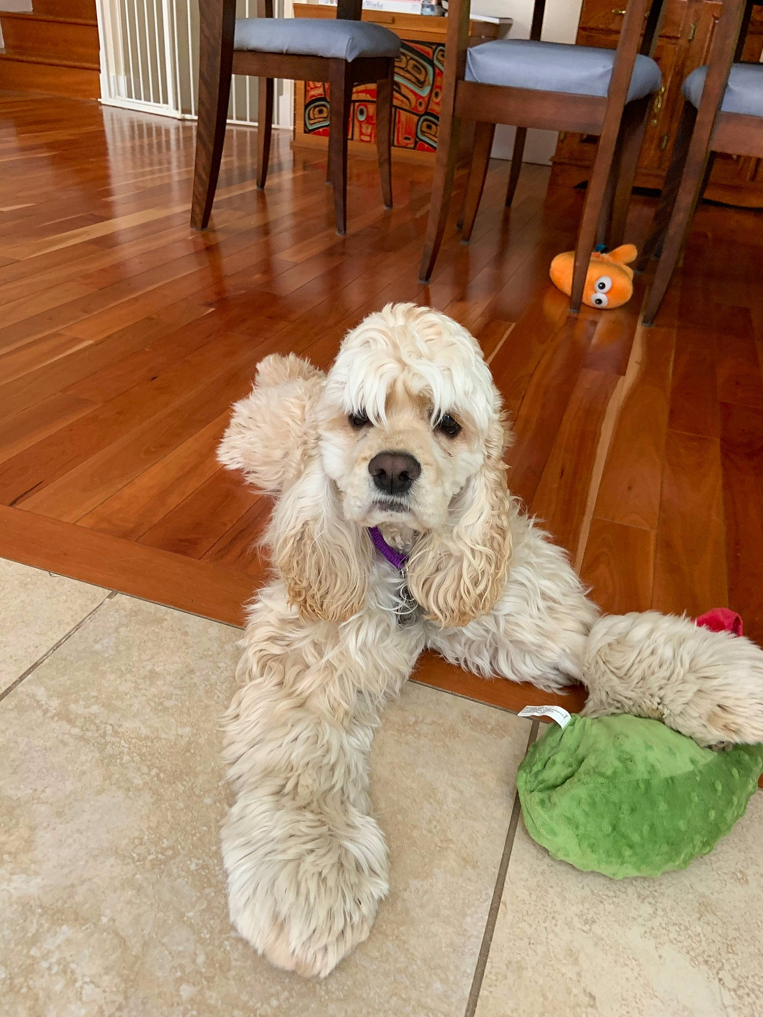 Sunny is registered to the contest to win money with this photo: american_cocker_spaniel, canidae, carnivore, cavapoo, cockapoo, cocker_spaniel, companion_dog, dog, dog_breed, english_cocker_spaniel, fawn, mammal, poodle_crossbreed, rare_breed_dog, spaniel, sporting_group, sporting_lucas_terrier, terrier, toy_poodle, vertebrate