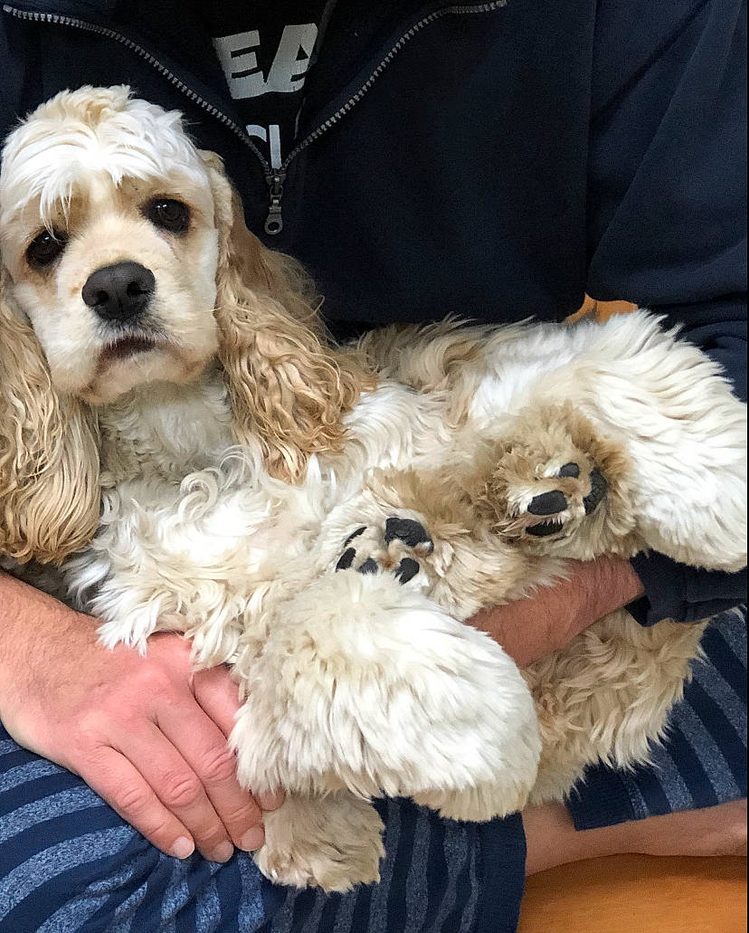Sunny is registered to the contest to win money with this photo: american_cocker_spaniel, canidae, carnivore, cavachon, cavapoo, cockapoo, cocker_spaniel, companion_dog, dog, dog_breed, maltepoo, mammal, poodle_crossbreed, puppy, puppy_love, schnoodle, spaniel, sporting_group, toy_poodle, vertebrate
