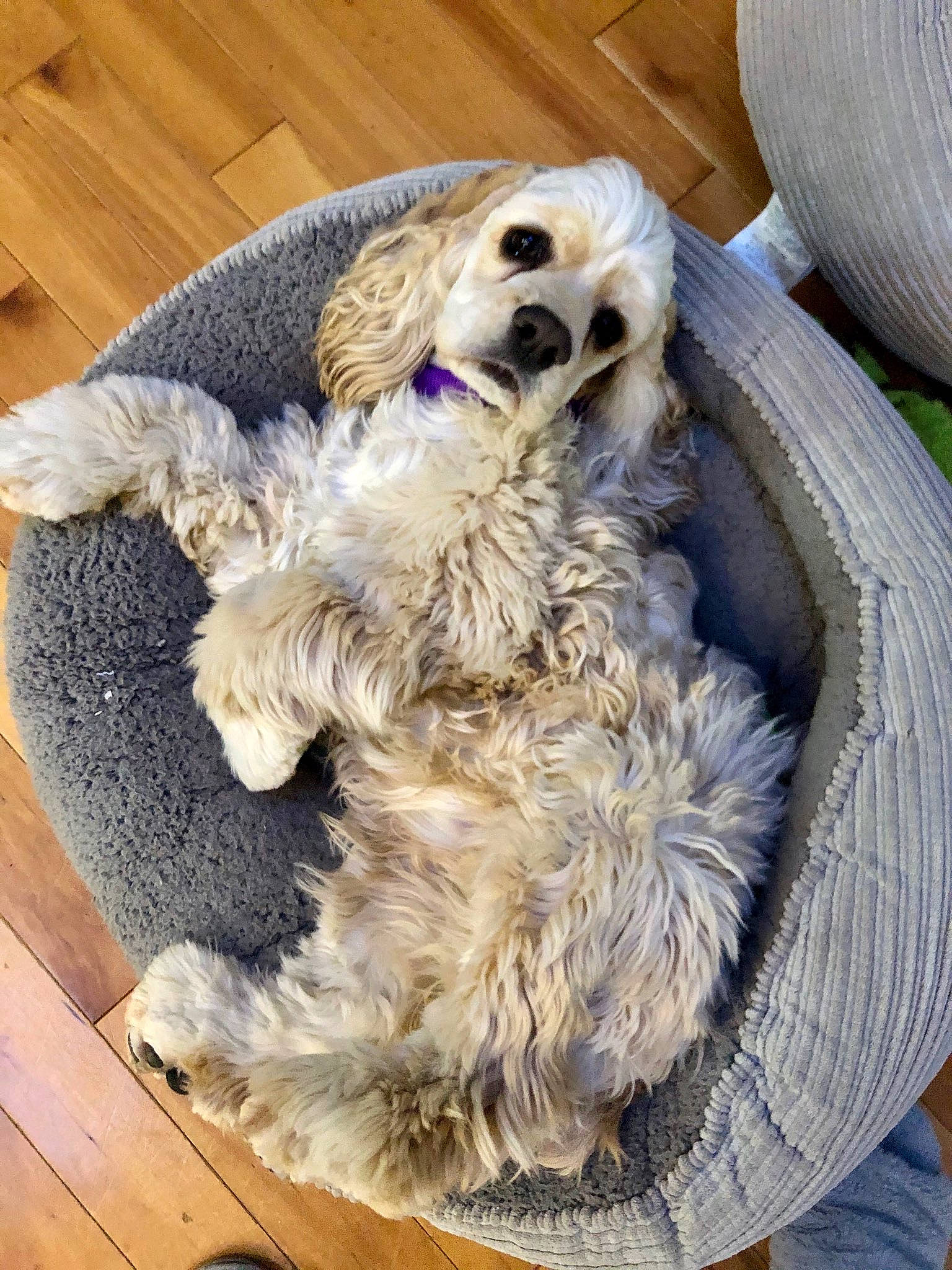 Sunny joined the competition — help win amazing prizes! american_cocker_spaniel, canidae, carnivore, cocker_spaniel, companion_dog, dog, dog_breed, english_cocker_spaniel, fawn, fur, goldendoodle, mammal, puppy, rare_breed_dog, snout, spaniel, sporting_group, vertebrate
