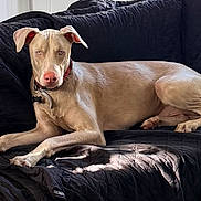 Larz is registered to the contest to win money with this photo: dog, canine, pet, lounge, couch, black_quilted_couch, tan_dog, indoor, natural_light, relaxed, ears, collar, fur, animal, domestic_animal, quiet, resting, calm, looking_at_camera, home