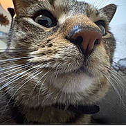 Pumpkin joined the competition — help win amazing prizes! cat, close_up, whiskers, nose, indoor, feline, curious, pet, animal, face, tabby, collar, couch, decor, sunflower, furniture, eyes, fur, portrait, home