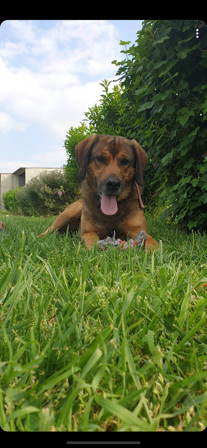 Nuts participe au concours pour gagner de l'argent avec cette photo : bavarian_mountain_hound, broholmer, canidae, carnivore, dog, dog_breed, fawn, fila_brasileiro, grass, hanover_hound, hound, hunting_dog, mammal, plant, polish_hound, rare_breed_dog, rhodesian_ridgeback, tosa, tyrolean_hound, vertebrate