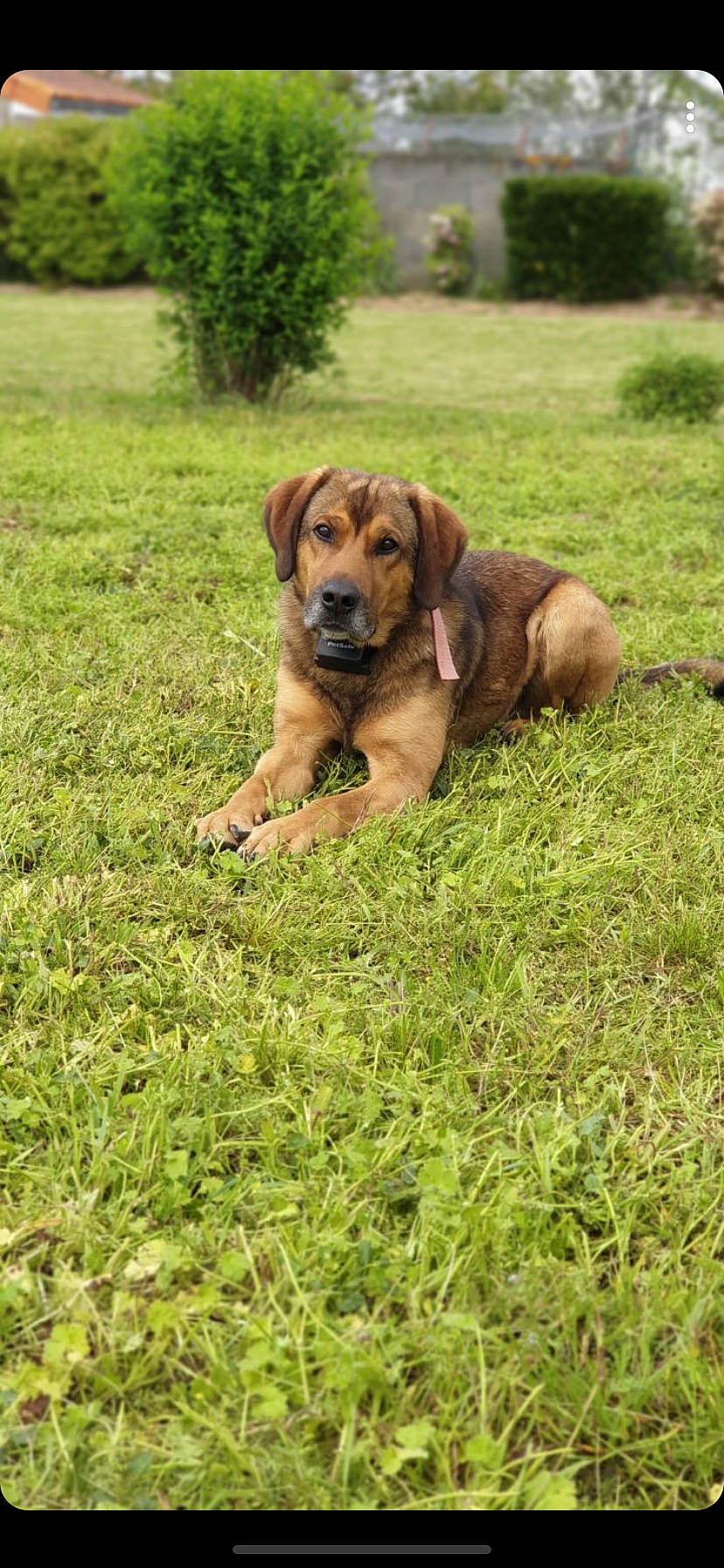 Nuts a rejoint le concours — aidez-le/la à gagner de superbes lots ! black_mouth_cur, broholmer, canidae, carnivore, companion_dog, dog, dog_breed, fawn, grass, hound, hunting_dog, mammal, mountain_cur, polish_hound, rare_breed_dog, rhodesian_ridgeback, sporting_group, tyrolean_hound, vertebrate