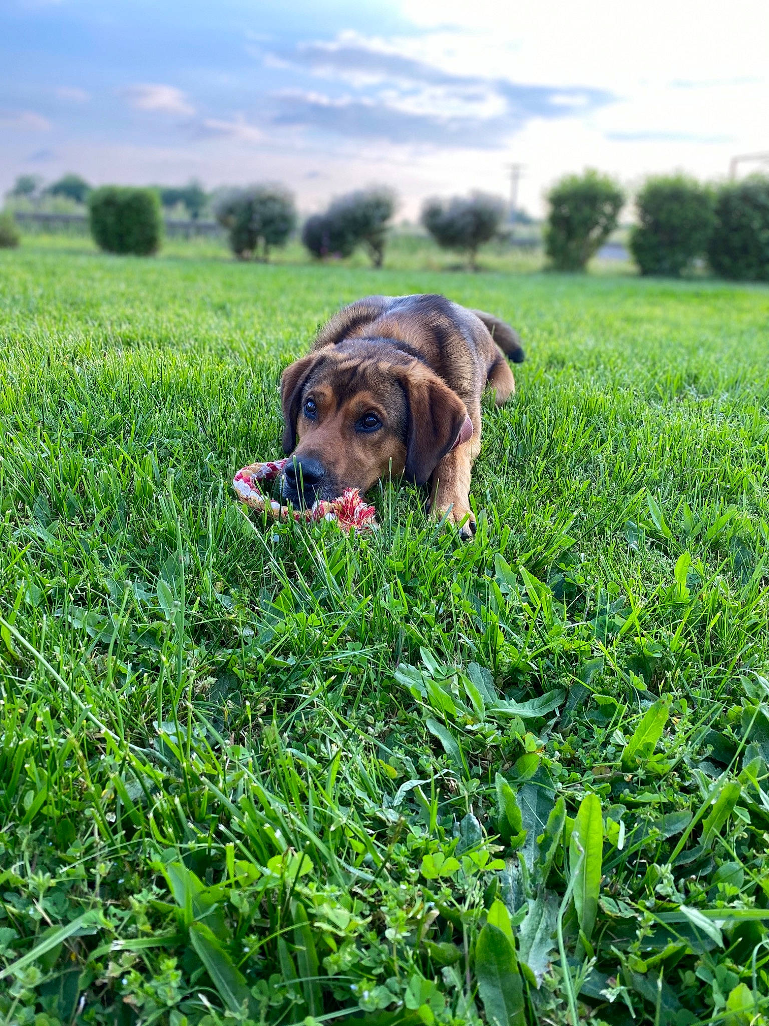 Nuts participe au concours pour gagner de l'argent avec cette photo : broholmer, canidae, carnivore, dog, dog_breed, farm, field, grass, grass_family, grassland, green, hunting_dog, meadow, paddy_field, pasture, plant, prairie, rural_area, sporting_group, working_dog