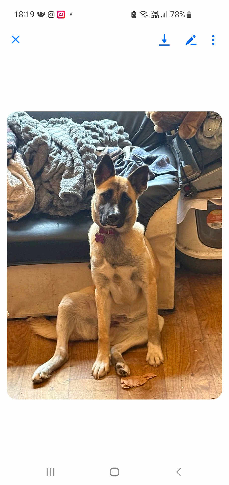 Taika