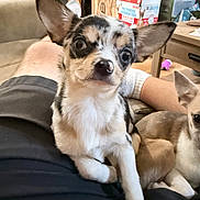 Nova is registered to the contest to win money with this photo: animal, black_and_white, brown, canine, chihuahua, companion, cute, dog, domestic, ears, furniture, household, indoor, lap, living_room, person, pet, puppy, resting, small_dog