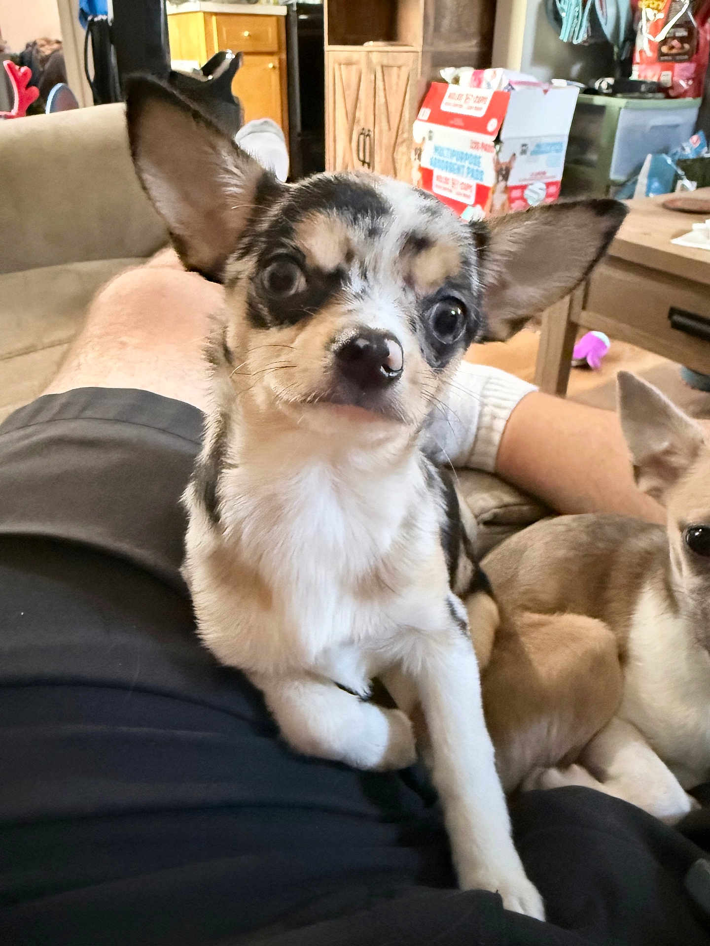Nova