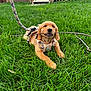 Woodford joined the competition — help win amazing prizes! animal, canine, cute, dog, golden_retriever, grass, greenery, harness, house, leash, nature, outdoor, pet, playful, puppy, stick, summer, wooden_deck, yard, young_dog