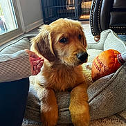 Woodford joined the competition — help win amazing prizes! animal, carpet, cozy, cute, dog, dog_bed, furniture, golden_retriever, hand, home, indoor, leather_chair, person, pet, plush_toy, puppy, resting, whiskey_business, window, young_dog