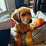 animal, carpet, cozy, cute, dog, dog_bed, furniture, golden_retriever, hand, home, indoor, leather_chair, person, pet, plush_toy, puppy, resting, whiskey_business, window, young_dog