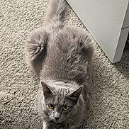 Worf joined the competition — help win amazing prizes! cat, gray_cat, yellow_eyes, carpet, indoor, pet, feline, fur, animal, door, curious, looking_up, whiskers, ears, tail, resting, cute, domestic, mammal, soft
