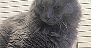 Worf joined the competition — help win amazing prizes! cat, gray_cat, fluffy, indoor, pet, animal, feline, fur, whiskers, ears, face, window_blinds, domestic_cat, sleepy, close_up, portrait, household, soft_texture, resting, curious
