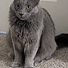 Worf is registered to the contest to win money with this photo: cat, gray_cat, yellow_eyes, feline, pet, indoor, carpet, sitting, fur, whiskers, ears, tail, door, domestic_animal, animal, mammal, cute, alert, portrait, house
