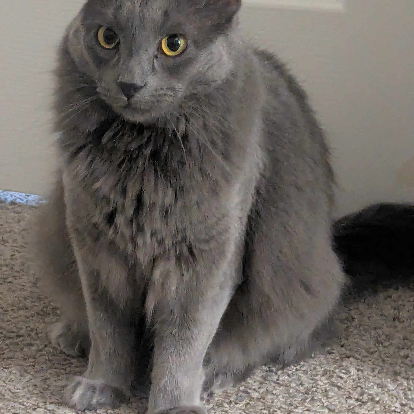Worf is registered to the contest to win money with this photo: cat, gray_cat, yellow_eyes, feline, pet, indoor, carpet, sitting, fur, whiskers, ears, tail, door, domestic_animal, animal, mammal, cute, alert, portrait, house