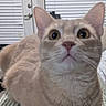 cat, beige_cat, tabby, loaf_position, indoor, blanket, curious, wide_eyes, ears_up, pet, domestic_cat, feline, close_up, resting, furry, whiskers, face, alert, household, cozy