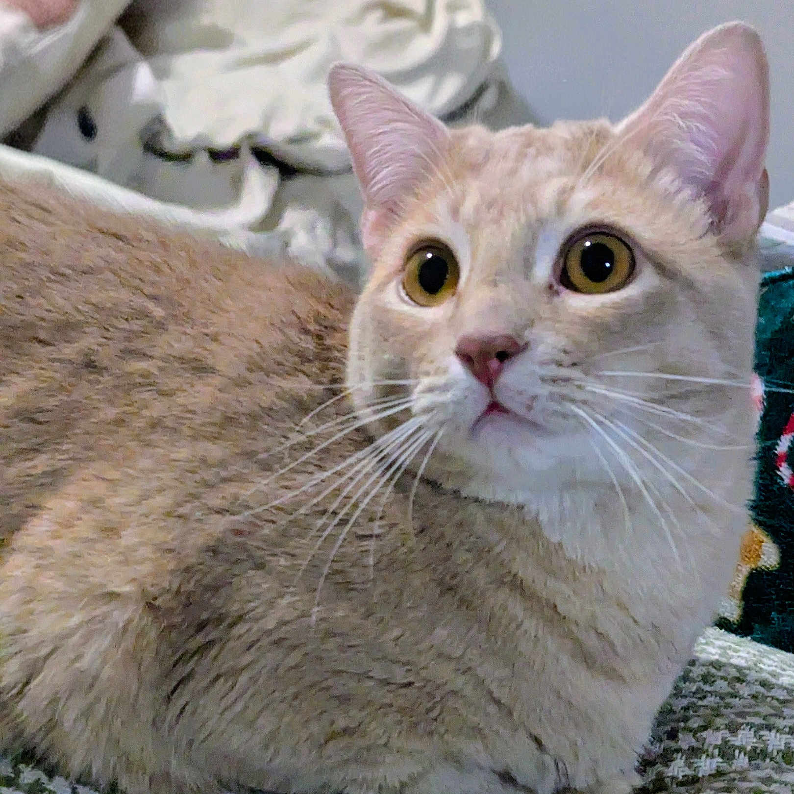 Bruiser