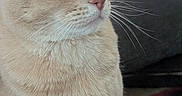 Bruiser is registered to the contest to win money with this photo: cat, tabby, orange_cat, whiskers, indoor, closeup, pet, animal, feline, fur, face, eyes, nose, calm, sitting, domestic_cat, soft_light, background, couch, patterned_fabric