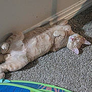 Bruiser is registered to the contest to win money with this photo: cat, ginger_cat, carpet, sunlight, sleeping, relaxed, indoor, pet, feline, cozy, home, animal, cute, resting, fur, whiskers, paw, tail, wall, shadow