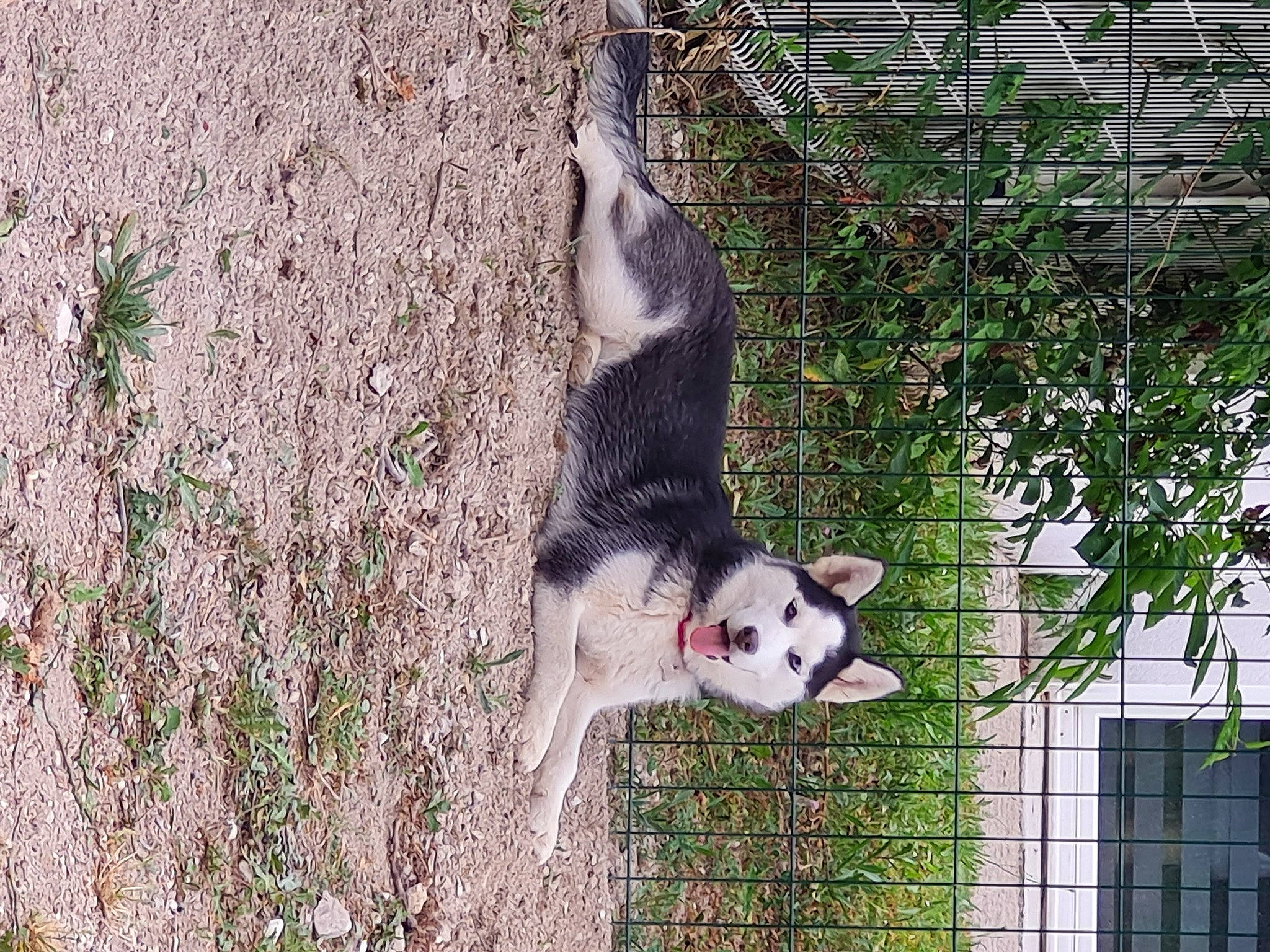 Saïka participe au concours pour gagner de l'argent avec cette photo : canidae, canis, carnivore, dog_breed, felidae, fence, fur, grass, lemur, marsupial, mesh, plant, sled_dog, snout, sporting_group, tail, terrestrial_animal, whiskers, wildlife, wire_fencing