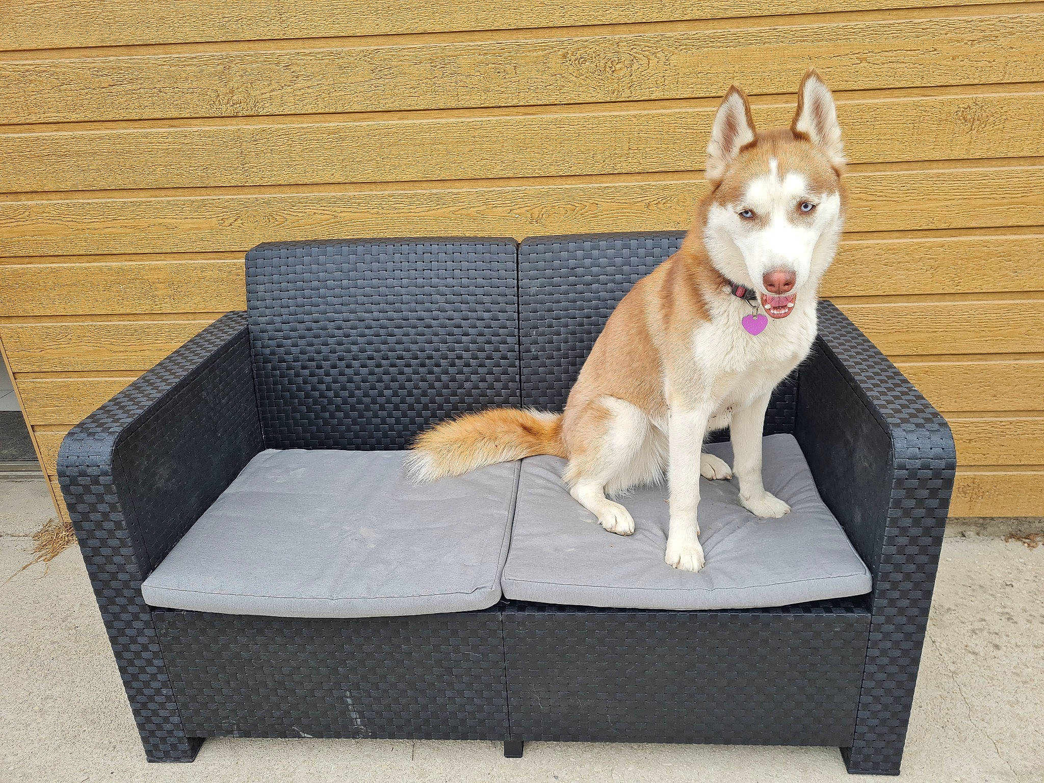 Reine a rejoint le concours — aidez-le/la à gagner de superbes lots ! canidae, carnivore, collar, comfort, companion_dog, couch, dog, dog_breed, dog_supply, fawn, outdoor_furniture, outdoor_table, pet_supply, rectangle, sporting_group, studio_couch, table, tail, wood, working_animal