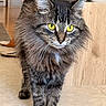 cat, tabby, long_hair, yellow_eyes, indoor, floor, furniture, wood, pet, animal, whiskers, fur, walking, close_up, domestic, curious, home, slippers, flooring, portrait