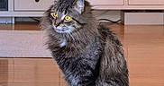 Noelani joined the competition — help win amazing prizes! cat, tabby, fluffy, yellow_eyes, sitting, carpet, indoor, home, furniture, cabinet, curious, pet, animal, fur, tail, floor, domestic, cozy, alert, mammal