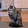 cat, tabby, fluffy, yellow_eyes, sitting, carpet, indoor, home, furniture, cabinet, curious, pet, animal, fur, tail, floor, domestic, cozy, alert, mammal