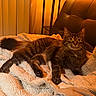 cat, tabby, pet, indoor, blanket, furniture, couch, cozy, fur, whiskers, relaxing, home, warm_light, yellow_tone, alert, curious, resting, paw, tail, soft_texture