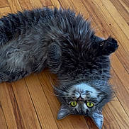 Noelani is registered to the contest to win money with this photo: cat, tabby, fluffy, yellow_eyes, pet, animal, indoor, wooden_floor, flooring, lying_down, playful, whiskers, fur, ears, cute, domestic_cat, relaxed, looking_at_camera, soft, paws