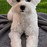 Kira is registered to the contest to win money with this photo: dog, white_dog, bow, blanket, grass, outdoor, playful, greenery, pet, cute, small_dog, toys, red_ball, nature, fur, animal, happy, lying_down, park, daylight