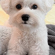 Kira is registered to the contest to win money with this photo: dog, white_dog, small_dog, fluffy, bow, cute, pet, indoor, blanket, lying_down, animal, adorable, face, fur, companion, friendly, looking_at_camera, domestic_animal, cozy, resting