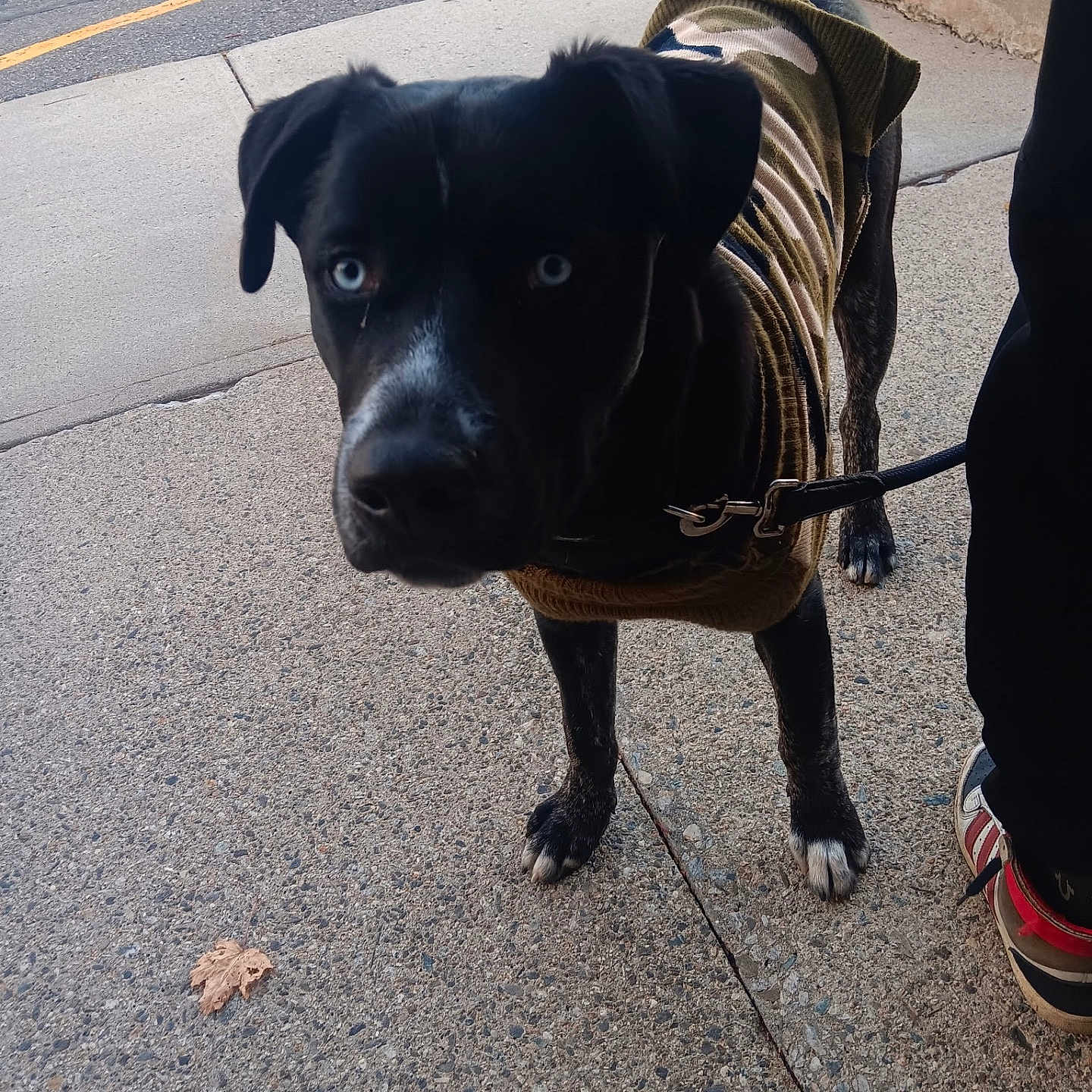 Matrix is registered to the contest to win money with this photo: animal, black_dog, blue_eyes, camouflage, concrete, curious, daylight, dog, leash, outdoor, paw, person, pet, shoe, sidewalk, standing, street, sweater, tail, urban