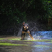 Naloo participe au concours pour gagner de l'argent avec cette photo : dog, water, splash, stream, nature, greenery, outdoor, animal, playful, motion, wet, forest, river, canine, summer, sunlight, active, freshwater, environment, wildlife