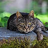 animal, background_blur, cat, closeup, ears, eyes, focused, fur, greenery, mammal, moss, nature, outdoor, portrait, relaxed, resting, stone, tabby_cat, whiskers, wildlife