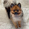 dog, pomeranian, fluffy, pet, animal, cute, small_dog, fur, tail, ears, eyes, standing, looking_up, indoors, tile_floor, companion, domestic_animal, adorable, friendly, canine