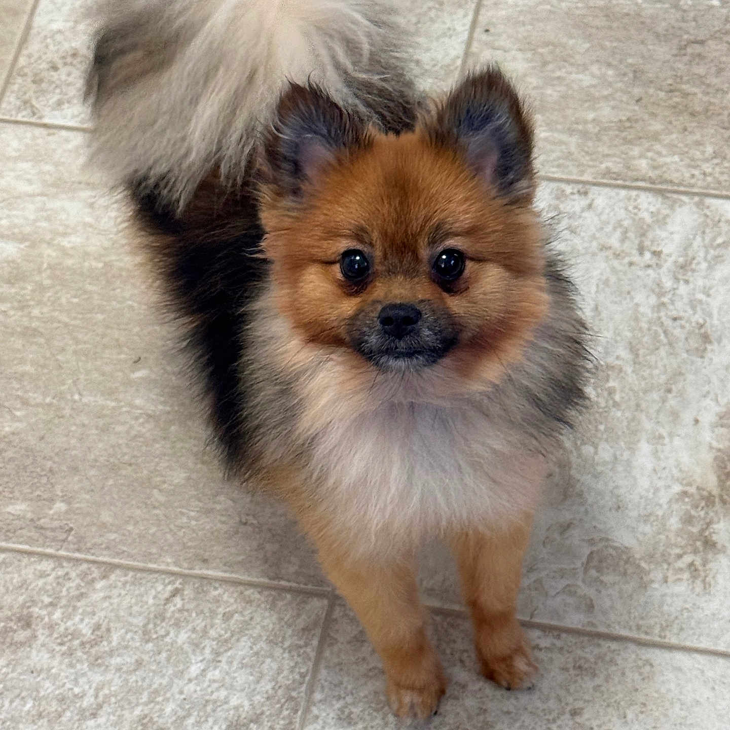 Max joined the competition — help win amazing prizes! dog, pomeranian, fluffy, pet, animal, cute, small_dog, fur, tail, ears, eyes, standing, looking_up, indoors, tile_floor, companion, domestic_animal, adorable, friendly, canine